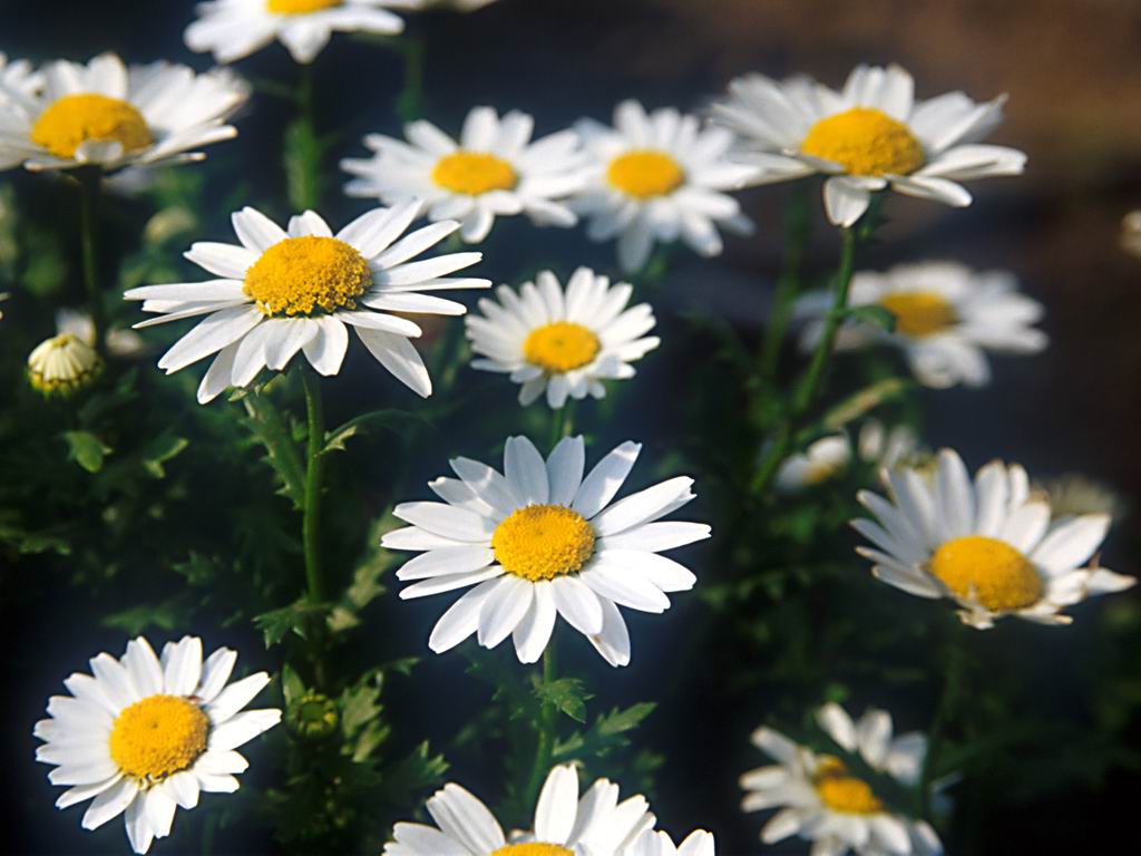 つつましくも美しいマーガレット!!