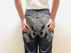 骨盤シルエット