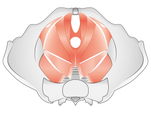骨盤底筋