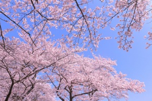 桜